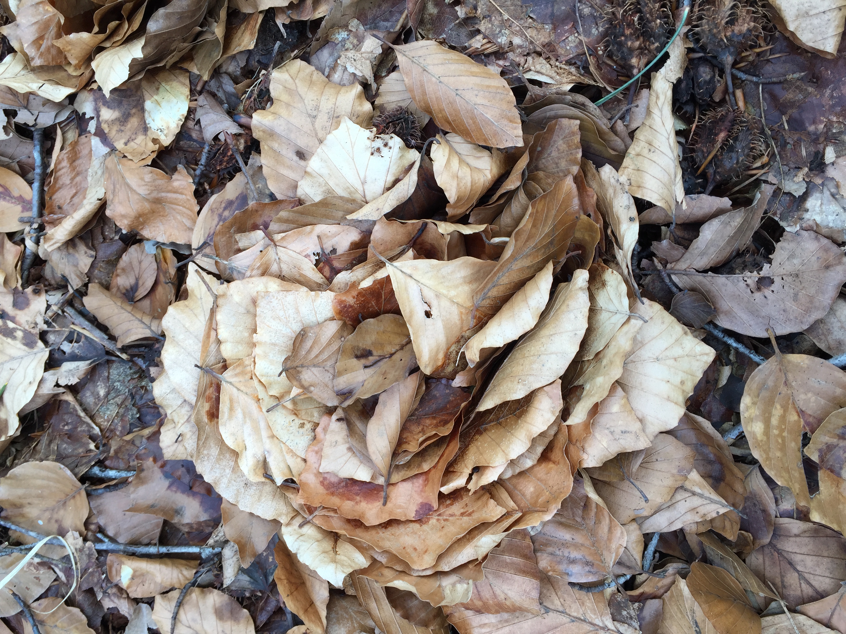 Deze beukenroos is ontstaan vanuit een rondedans van bladeren, gedragen door de wind.