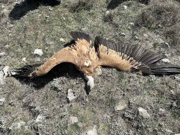 This young adult griffon vulture was hit by a wind turbine blade. Even dead he/she is majestic; did you know they have eyelashes? 