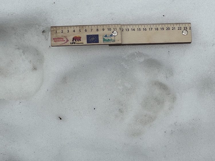 Marsican brown bear footprint.