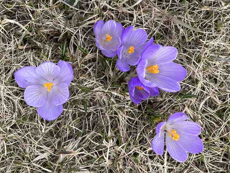 High in the mountain meadows crocuses and violets officially announce the arrival of spring!