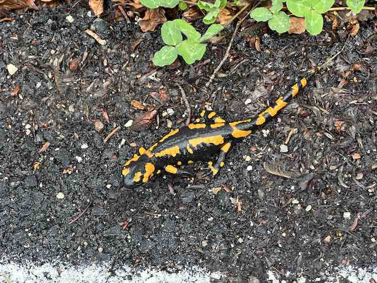 At the arrival of spring fire salamanders go out and about to meet one another. Rewilding Apennines' Claudia Brunetti introduces us to them to help them cross the road.